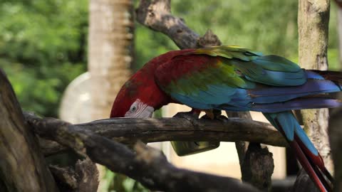 Macaw parrot feeding on a branch,Macaw parrot of red, blue and green