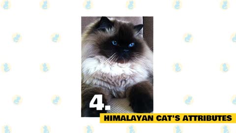 Himalayan Cats 101 : Fun Facts & Myths