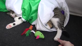 Cute Sleepy Kitty Hides in Cat Tunnel