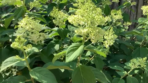 Hydrangea tree