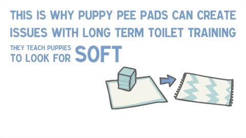 7 quick tips for toilet trainning oa puppy or a dog