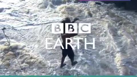 Cute Baby Seal Takes Its First Breath! | David Attenborough | BBC Earth