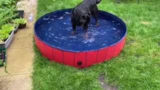 Rottweiler in her pool, catching water!