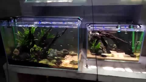 A landscape in a fish tank(15)