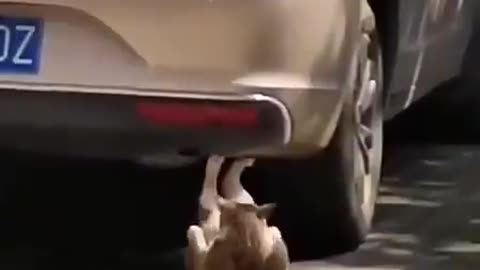 Cat Performs Sit-ups Underneath Car in China