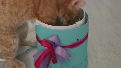 Hermione the cat has received a gift, but can't open it