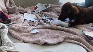 Puppy caught ripping magazine up while adult dogs sleep