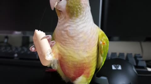 Conure's cute eating pose