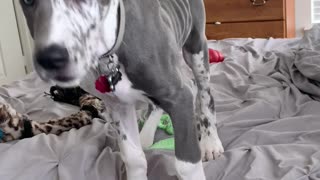 Great Dane Pup Distracts Dad at Work