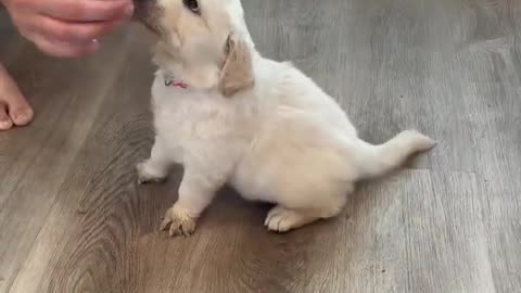 How to Train "sit" to your puppy!