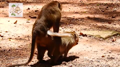 Young Monkey make sex mating funny