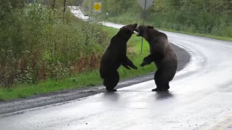 Epic grizzly bear fights