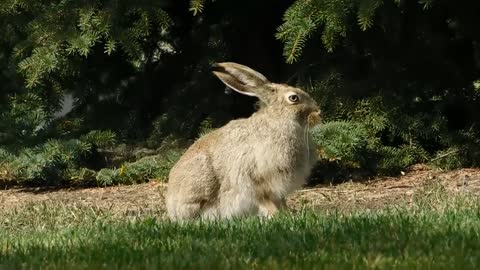 Cute rabbit