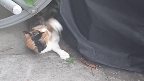 My hyperactive Ginger cat playing with tree branch