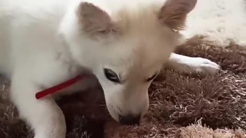 Cute puppy playing ❤