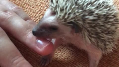Little Hedgehogs Nibbling Fingers