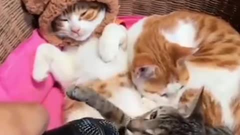 Funny & Cute Cats Compilation (TikTok) #shorts 😻