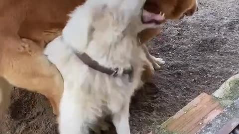 GONE WRONG: Loose Dog Approaches MALE Agresive Dog