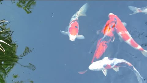 Colourful Aquarium Fish