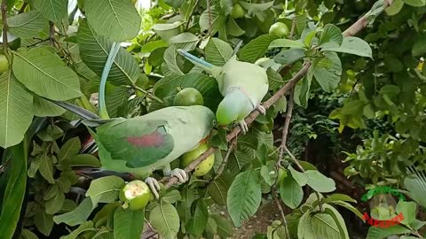 Indian Ringneck Parrot Talking And Eating.