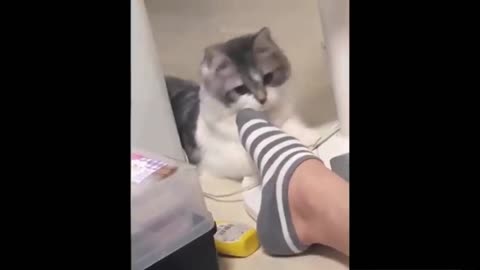 paowwww!! karate kat!!