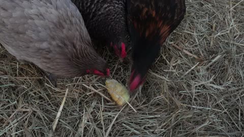 Stingy chicken herder FINALLY provides more fresh corn treats.