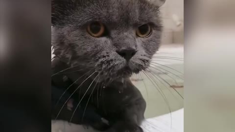 Cat's Reaction To Bathing-Why Cats Hate To Bathe? | Funny Pets 599,713 viewsFeb 19, 2020