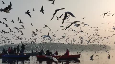 Flock of seagulls flying over a body of water