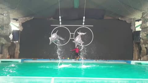Dolphin jump through hoop