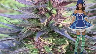 Honduras Breeze – Ace Seeds