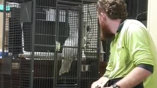 Anxious cockatoo dancing