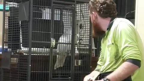 Anxious cockatoo dancing