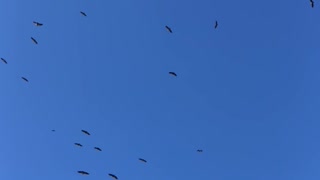 vultures circling