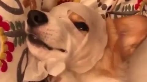 Dog and facial mask