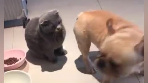 Dog 🐶 playing with cat 🐱