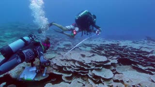 Descubren en Tahití uno de los arrecifes de coral más extensos del mundo