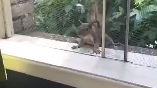 Cat scared nu squirrel in window