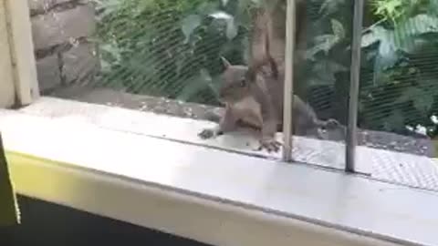 Cat scared nu squirrel in window