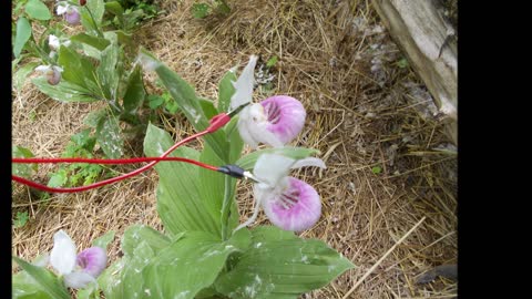 Double Bloom Showy Lady Slipper Afternoons are for Resonating June 2020