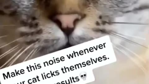 Funny and Cute Cats Videos #38