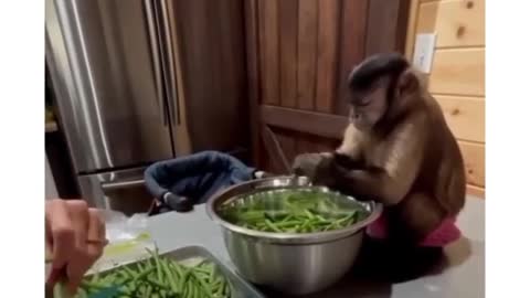 Monkey breaks the vargens properly - viral video🤗
