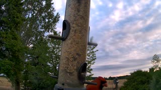 from the feeder: cardinal