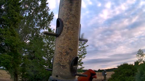 from the feeder: cardinal