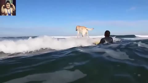MY DOG LOVES TO SURF ALONE