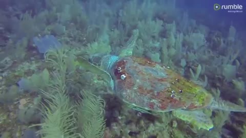 Scuba divers in complete awe over gigantic loggerhead sea turtle