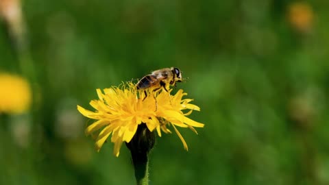 Flower Yellow Bee 🐝