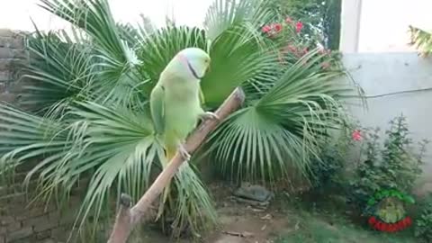 Natural Parrot Voice