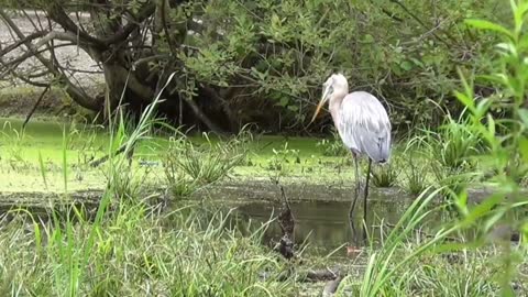 A heron swallows a turtle