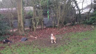 Crazy Dog Swings From A Rope Without Touching The Ground