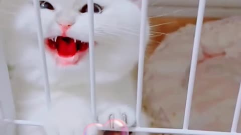 Adorable Kitten's Melodious Mews: A Heartwarming Meow-sical Experience #cats #catvideos